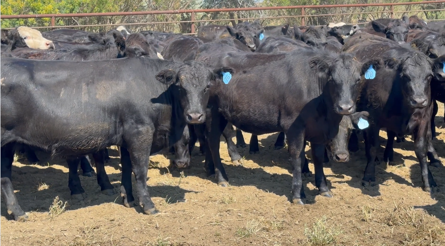 160 Black & Black Baldy Bred Heifers
